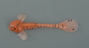 Силиконовая приманка Fanatik Goby 2, 50мм, #023, (9 шт)