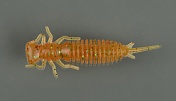 Силиконовая приманка Fanatik Larva 3, 75мм, #009 (6шт)